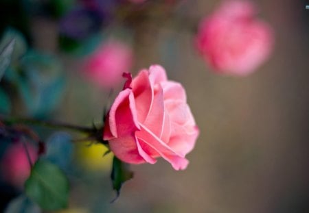 ~Gorgeous Pink Blossoms~ - pink roses, close up, roses, rose bushes, spring, bushes, nature, pretty, pink, flowers