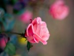 ~Gorgeous Pink Blossoms~