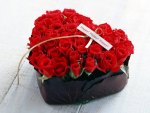 Pretty red roses