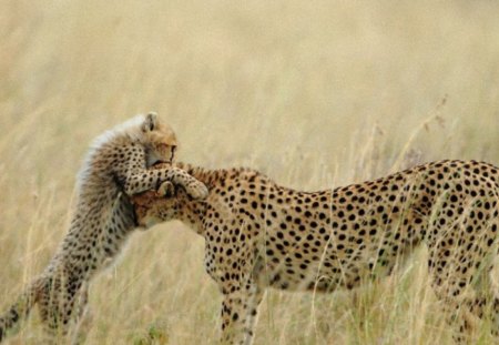 Cheetahs - animal, fast, cheetahs, puppy