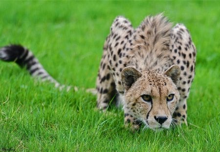 Cheetah - cheetah, puppy, fast, animal