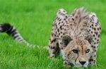 Cheetah