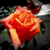 Orange Rose