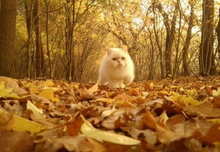 The Forest Cat - beutyful, forest, cat, paradise