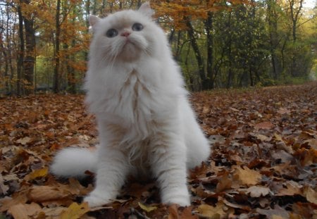 White Forest Cat - carisma, forest, cat, herbst