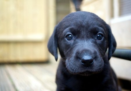 Black Puppy - black, dog, puppy, animal