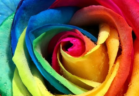 Rainbow rose