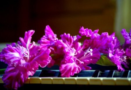 PURPLE GLADIOLI - flowers, blossoms, gladioli purple