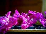 PURPLE GLADIOLI