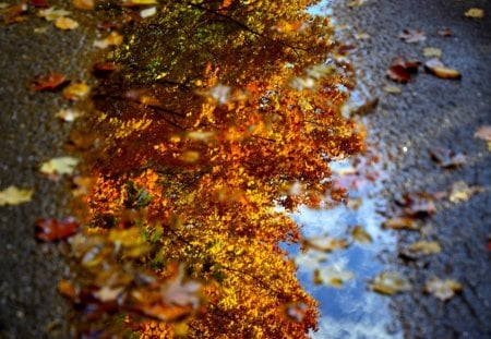 Leaves - nature, reflection, water, leaves, leaf