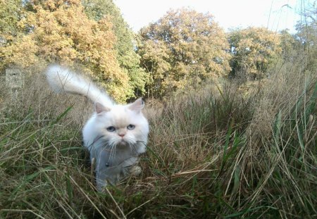 Carisma the Forest Cat - carisma, summer, forest, cat