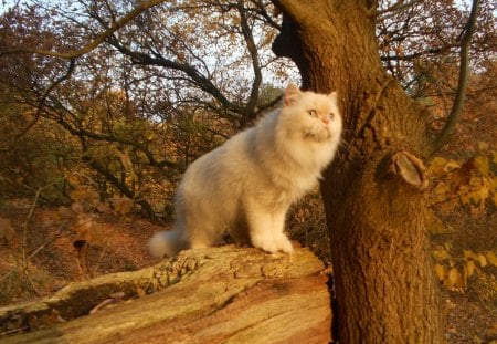 Carisma the Forest Cat - carisma, tree, cat, herbst