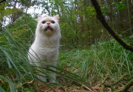 Carisma the Forest Cat - carisma, smile, forest, Cat