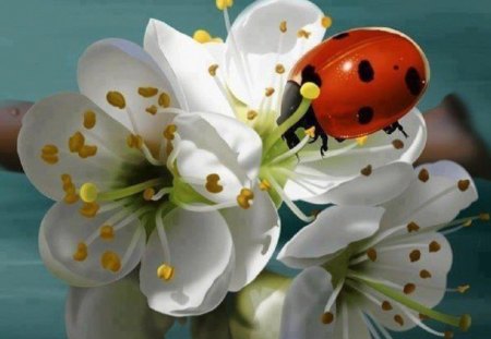 Ms. Ladybug Enjoying Spring Blossoms - white, ladybug, nature, blossoms, flowers