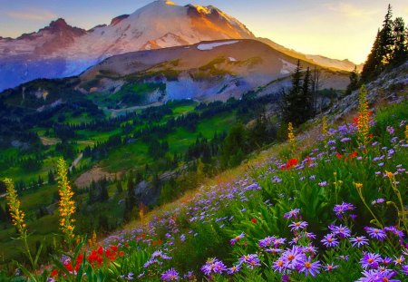 Mount Rainier - greenery, pretty, summer, mount rainier, beautiful, slope, grass, meadow, lovely, peaks, mountain, flowers, nature, delight, field, nice