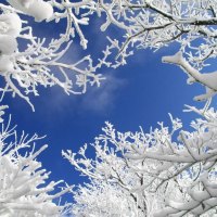 Winter canopy