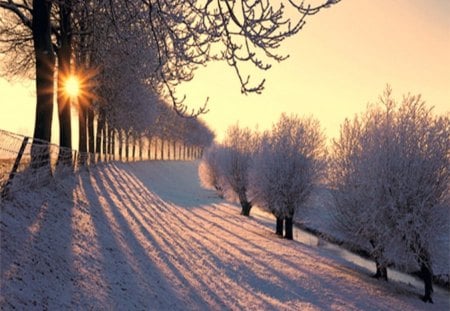 Cold sunset - winter, trees, sunset, snow