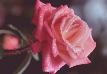 rose,❤ - roses, rose pink, rose, nice, pure