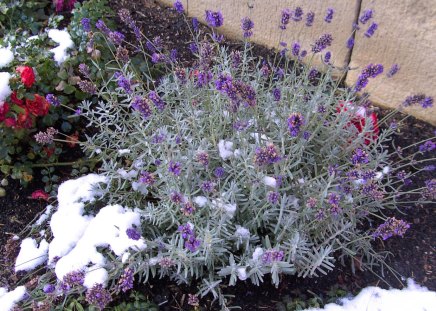 ♥     Lavender with Snow     ♥ - flowers, winter, nature, lavender, garden, herbs, snow