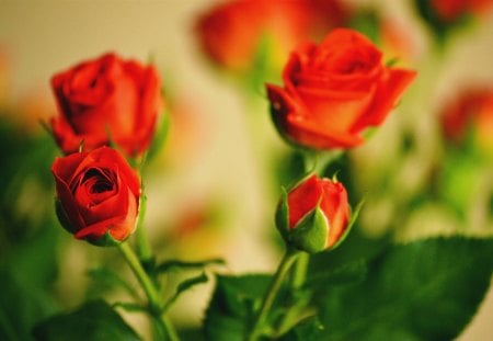 awesome - green, awesome, roses, red rose