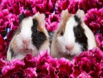 Pink flowers and two cuties