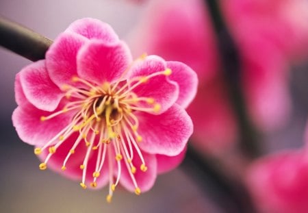 Spring - beauty, nature, yellow, pink, branch, spring, flower