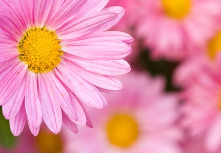 Pink daisies - beauty, nature, yellow, pink, daisy, flower, spring