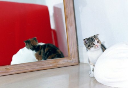 sweetie - tiny, baby, kitty, mirror