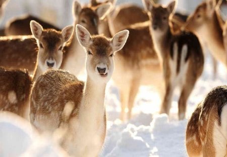 deer scene - snow, together, winter, deer