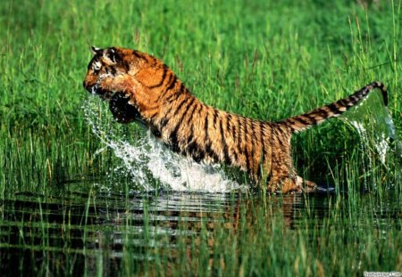 jumping for lunch - water, tiger, jumpimg, woods