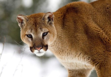 beauty - snow, lion, photo, puma