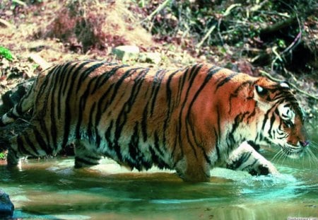 tiger in water - walking, water, tiger, woods