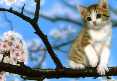 sitting pretty - tree, cats, pretty, kitten