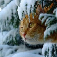 Cat in snow