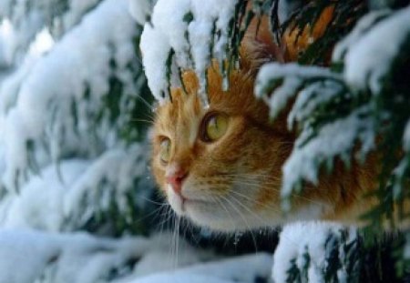 Cat in snow - ice, pine trees, animal, winter, kitten, snow, frost, cat