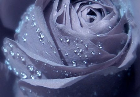 droplets - rose, beauty, droplets, aroma