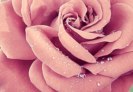 Rose - pink, rose, beauty, aroma