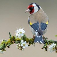 Bird on branch