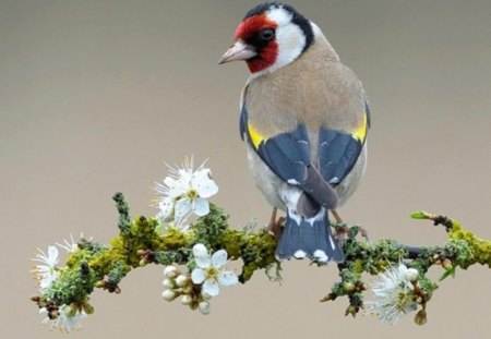 Bird on branch - bird, branch, animal, look, white flower petals, cute, tree