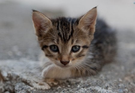 ~Little Cutie~ - laying, small, sweet, precious, cat, pet, animal, kitten, feline, cute, adorable