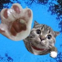 Flying Kitty