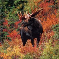 Moose In The Fall