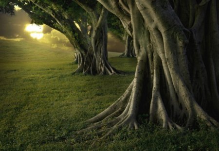 THE EXPOSED ROOTS - branches, green, sunshine, large trees