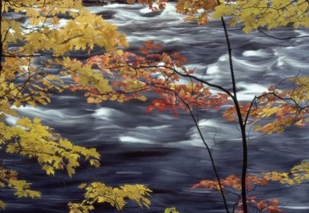 leaf curtain - stream, orange, yellow