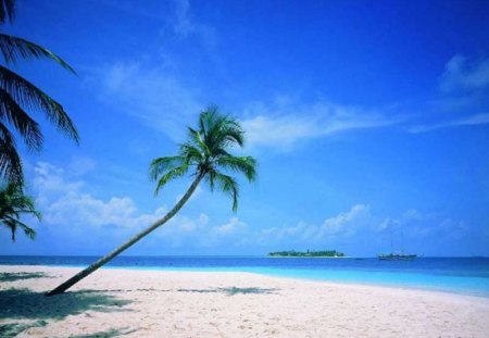 a nice and beautiful beach - beach, sand, palm trees