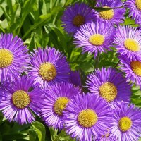 Purple flowers