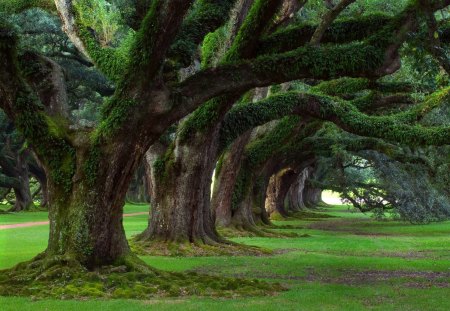 Trees - forests, trees