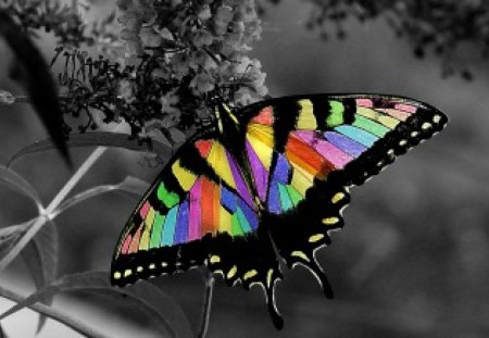 Butterfly - colors, butterflies