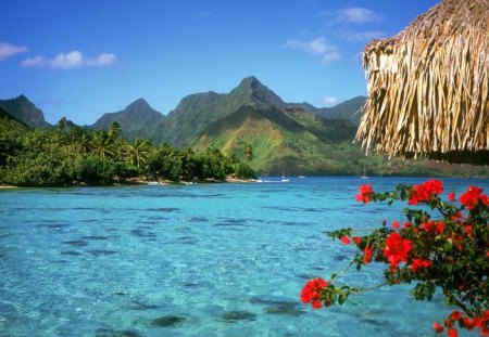 Lake - lakes, flowers