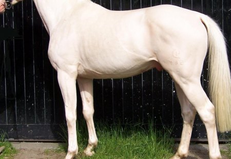 The Pearl Stallion - horses, albine, animals, danish warmblood stallion, pearl